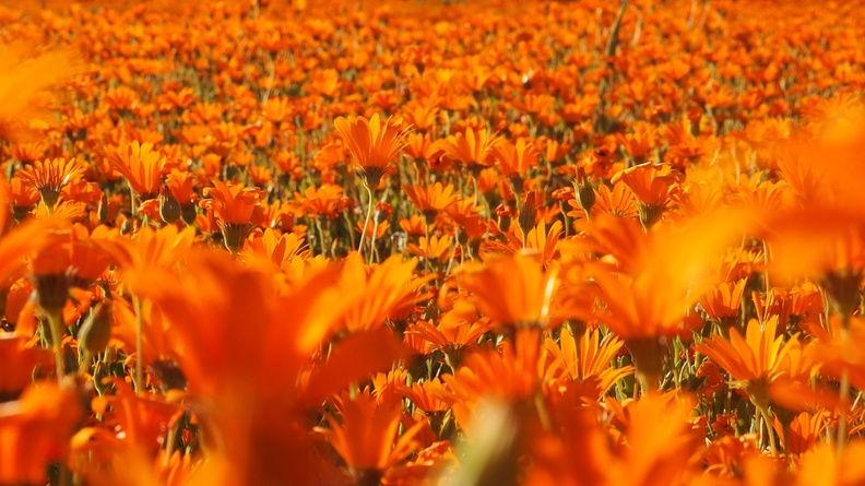 Spring Daisies - emma-staines-ehkjzi7KC7k-unsplash